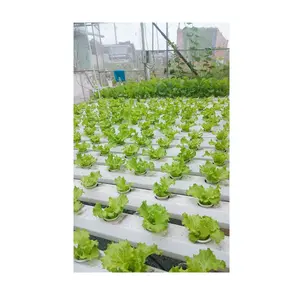 Agricultural Greenhouses Use Modern Growing Systems Flexible White Horizontal Hydroponic Vegetable Growing Equipment Vietnam