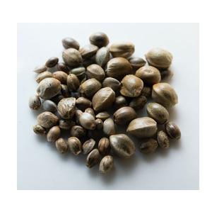 Graines de chanvre non décortiquées 25 kg pour l'agriculture, graines de chanvre biologiques - Product Image 5