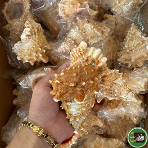ของตกแต่งเปลือกหอยสั่งทำพิเศษ ใช้วัสดุจากเปลือกหอยทะเล สำหรับผลิตภัณฑ์ตกแต่งจากเวียดนาม - Product Image 3