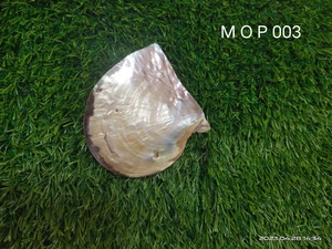 เปลือกหอยวัวเสือธรรมชาติขนาด1นิ้วเหมาะสำหรับนักออกแบบเครื่องประดับและร้านขายลูกปัดสำหรับจำหน่ายต่อในหลากหลายขนาด - Product Image 5