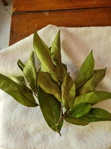 Hojas de Guanábana secas de alta calidad Annona Muricata Soursop Graviola para preparar té - Product Image 3