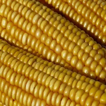 Высококачественная желтая кукуруза, корм для животных, желтая кукуруза, цена за тонну, Желтая Кукуруза для корма для животных/