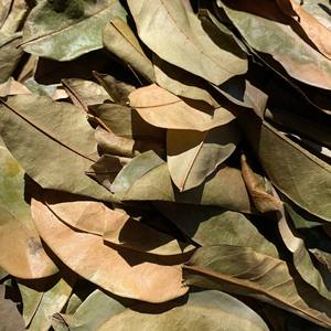 สมุนไพรออร์แกนิกธรรมชาติจากเวียดนาม - Product Image 2