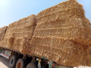 Pakistans meilleur aliment pour animaux balles de foin de paille de blé de qualité supérieure pour bovins chevaux chameaux et moutons fourrage naturel séché au soleil - Product Image 5