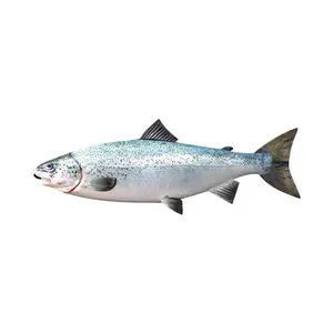 Свежая/замороженная рыба лосося 100% экспортного качества рыбы лучшее качество нарезанная Апельсиновая порция с сертификатом ISO от Чили