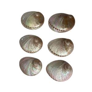 Concha de Abulón Cristal ABALONE, Pulida, Natural, para Hacer Láminas de Concha de Abulón, Color Verde y Blanco, Concha de Paua - Product Image 2