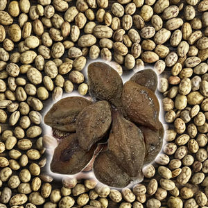 Fruta Haritaki (Terminalia Chebula) secada al sol para el cuero bronceado teñido Premium agricultura región montañosa Western Maharashtra - Product Image 1