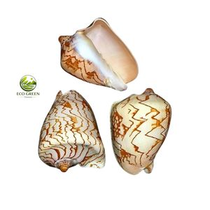 Concha de Cauri Natural Pulida Cypraea Caurica, Cymbiola Nobilis Glaseada, Concha Marina para Decoración del Hogar - Product Image 5