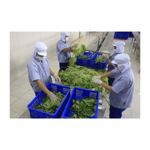 ใบมันสำปะหลัง/ยูคา/ใบเผือกแช่แข็งแบบ IQF จากโรงงานเวียดนาม สำหรับขายส่งซุปแอฟริกัน - Product Image 6