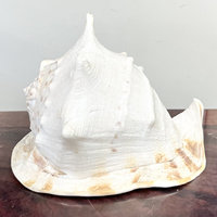 Véritable océan coquillages collection grande reine cornue casque coquille cornes cornuta conque coquilles