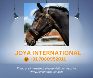 HAVANE MARRON ET VERT ÉMERAUDE COQUILLE pliée - Product Image 2