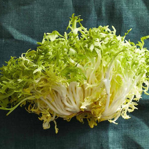 Chicorée d'endives de qualité supérieure: les espèces de légumes à feuilles amères les plus vendues pour la vente en gros et en vrac - Product Image 6