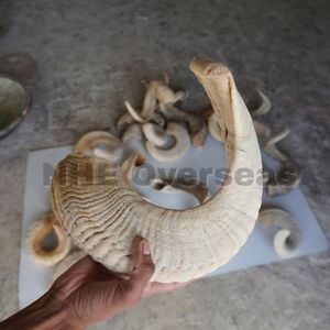 Premium Natural Ram Horn Dog Chews Golosinas saludables de larga duración que apoyan los dientes fuertes Encías saludables Mascotas activas - Product Image 5