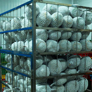 ราคาดีที่สุดทุเรียนจากเวียดนาม Brix > 30 ทุเรียนทั้งตัว ไม่มีสารกันบูด - Product Image 4