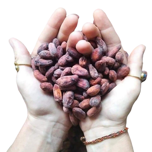 Fèves de cacao fermentées | QUALITÉ SUPÉRIEURE | APPROVISIONNEMENT EN VRAC | TRAITEMENT DES ALIMENTS | VIETNAM - Product Image 1