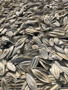 <b>CHEAP</b> PRICE CUTTLEFISH BONE FROM VIETNAM READY to EXPORT - Product Image 2