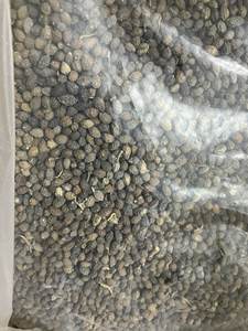 Graine de papaye séchée traitée pour l'industrie alimentaire - Product Image 4