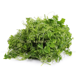 มะระขี้นกแห้งใบชามะระสมุนไพรชาแตงโมขมชาธรรมชาติบำบัดจากธรรมชาติ - Product Image 6