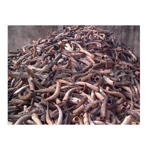 Cuernos de vaca-Pedidos al por mayor y a granel disponibles - Product Image 2