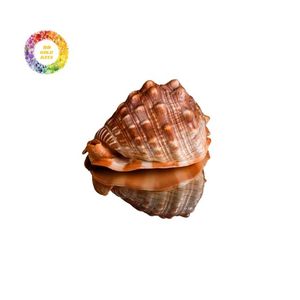 เปลือกหอยไซยารีแคสซิสรูฟาธรรมชาติ | เหมาะสำหรับตู้ปลาและการตกแต่งภายใน - Product Image 2