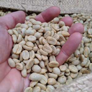 Granos de Café Verde Arábica de Vietnam DHPONE, Talla 16, Natural Puro, para Tostado a Granel, Calidad Estable, Grado 98% de Maduración - Product Image 1