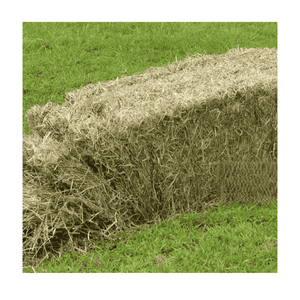 Exportation d'herbe de Rhodes : Conformité aux normes internationales - Product Image 2