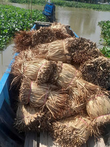 Best-seller : Jacinthe d'eau séchée naturelle pour le tissage et la production artisanale - Product Image 3