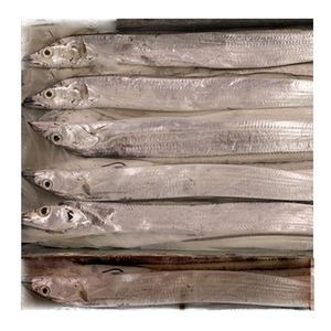 Cinta de pescado, pescado fresco, cinta de pescado - Product Image 5