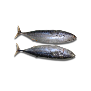 Atún bala redondo entero congelado a granel a precio competitivo Mariscos frescos Exportación Vietnam IQF Nueva pieza Proveedor mayorista - Product Image 1