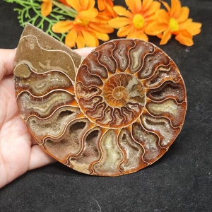 Vente en gros <span class=keywords><strong>de</strong></span> spécimen <span class=keywords><strong>de</strong></span> conque d'<span class=keywords><strong>escargot</strong></span> fossilisé d'ammonite naturelle polie, pierre <span class=keywords><strong>de</strong></span> guérison en cristal, décoration <span class=keywords><strong>de</strong></span> vacances Feng Shui - Product Image 1