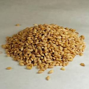 Grano de Cebada Sin Cáscara Seco, Variedad Común Natural para Alimentación Animal y Procesamiento de Alimentos en Venta - Product Image 4