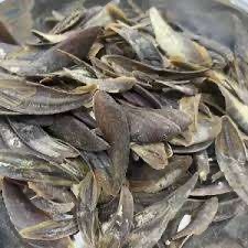 Meilleure qualité Murex et Shell Operculum - Product Image 6