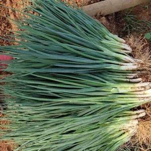 Cebollas verdes limpias y seguras Llevando el sabor del hogar a cada hogar Vacaciones - Product Image 1