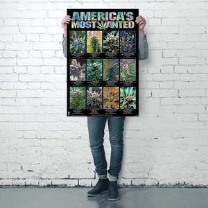 America's Most Wanted <b>Poster</b> Modern Design Style Black Frame Paper Material Marijuana Strains Wall Art - Product Image 4