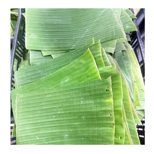 Rebanadas de hoja de plátano congelado de primera calidad Hoja de plátano congelada limpia pelada Ideal para restaurantes y catering - Product Image 2