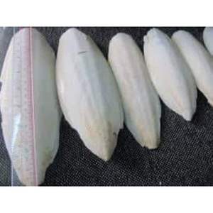 Os de seiche séché disponible en vrac - Product Image 2