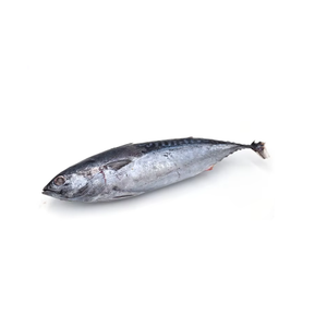 ปลาโบนิโตแช่แข็งสำหรับทำอาหารที่บ้านและร้านอาหาร - Product Image 3