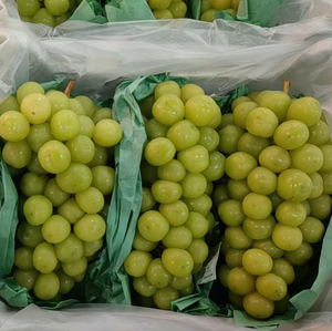 Cépages Merlot 100+ Graines (Vitis vinifera) – Vigne Premium - Product Image 5