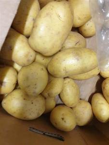 Nueva Temporada 100% Patatas Frescas Ecológicas Precio Mayorista Exportación - Product Image 3