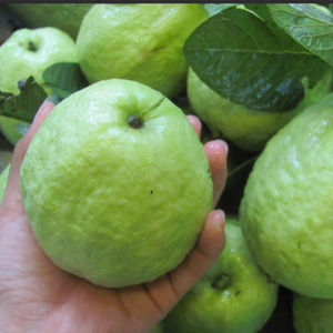 Guayaba Tropical Fresca |   Dulce y nutritivo |   Distribuidor Mayorista |   Precio Accesible, Servicio Rápido - Product Image 6