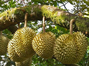 สัมผัสเนื้อหาของทุเรียน - สินค้าคัดสรรสด - Product Image 2