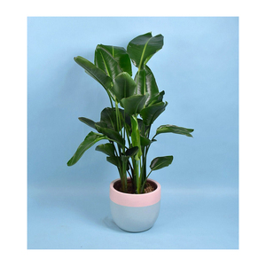 Maceta de Plástico Ecológica Más Popular de 18 cm de Altura - Buen Precio en Venta - Product Image 5