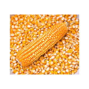 Maíz amarillo al por mayor distribuido a compradores y comerciantes globales - Product Image 6