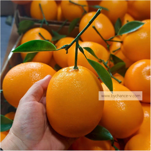 Fruta artificial de alta calidad, fruta naranja falsa Premium para cocina, encimera, restaurante, exhibición y decoración de eventos - Product Image 6