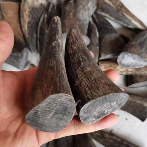 Pointe de corne de buffle naturelle polie, artisanat fait main, fournitures - Product Image 1