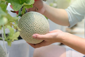 Melón Fresco de Melón Melón Verde Originario de Vietnam Cultivado en Invernadero 100% Orgánico Calidad Premium Vida Útil 60 Días Almacenamiento en Frío y Seco - Product Image 6