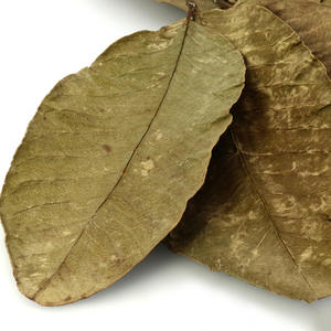 Hoja de guayaba seca de calidad superior, hojas de guayaba naturales baratas para exportación a granel - Product Image 4