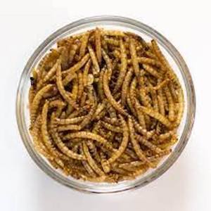 Gusanos de harina secos de grado superior de alta nutrición para alimentos para peces y aves - Product Image 2