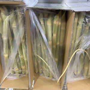 CAÑA DE AZÚCAR CONGELADA DE VIETNAM | RICO SABOR NATURAL | GRADO DE EXPORTACIÓN LISTO PARA USAR - Product Image 1