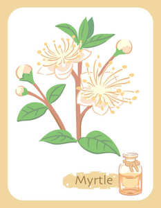 น้ำมันหอมระเหยสำหรับดูแลผิวสกัดจากใบไมร์เทิล - Product Image 4